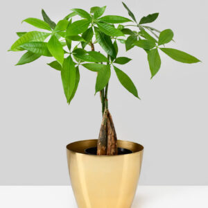 6.5in Wide Gold Cachepot