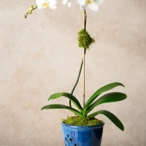 7in Tall Blue Orchid Ceramic Pot with Saucer